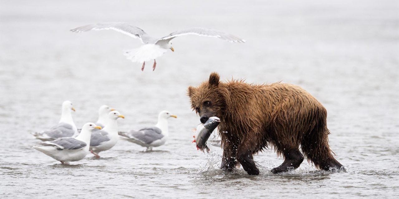 Your Best Photo Of 2017 Assignment Winner Amy Ames