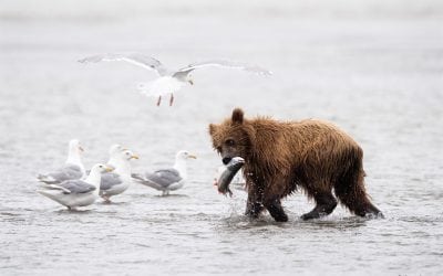 Your Best Photo Of 2017 Assignment Winner Amy Ames