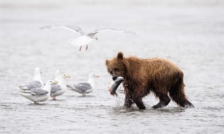 Your Best Photo Of 2017 Assignment Winner Amy Ames