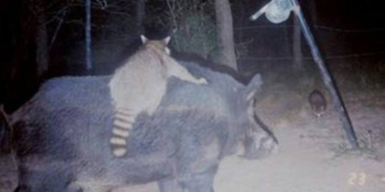 10 Inexplicable Trail Camera Photos