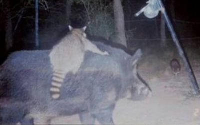 10 Inexplicable Trail Camera Photos
