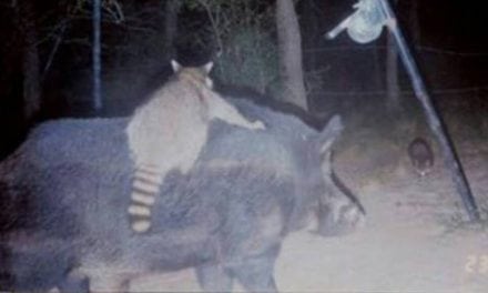 10 Inexplicable Trail Camera Photos