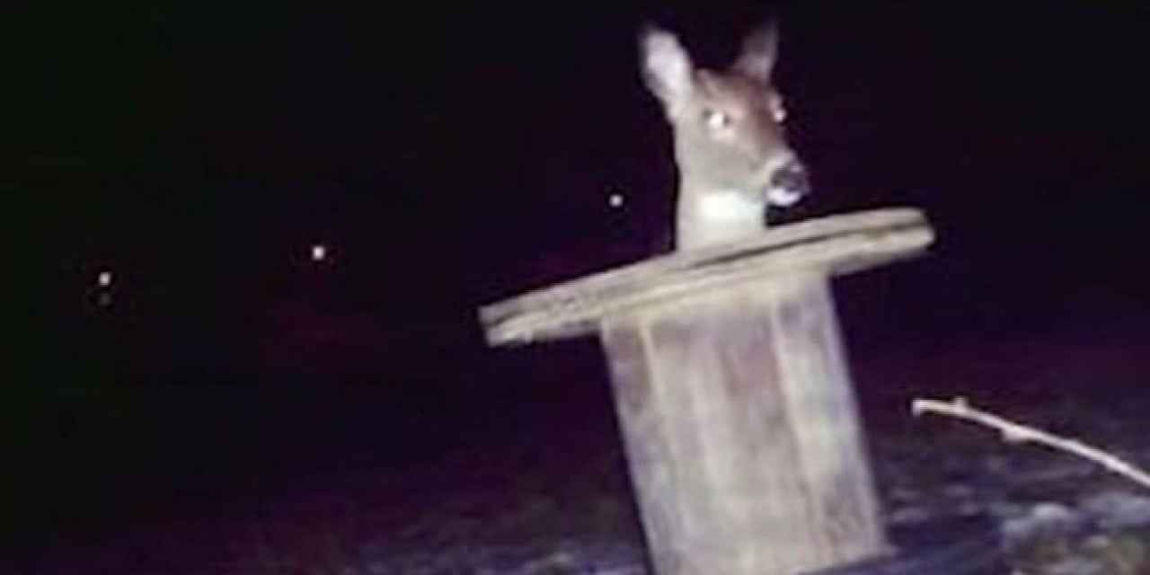 10 of the Weirdest Trail Camera Photos of Deer