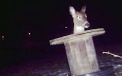 10 of the Weirdest Trail Camera Photos of Deer