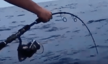 $1400 Stella Fishing Reel Pulled Overboard by Huge Fish