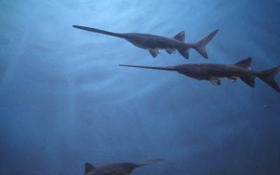 Application Period for Archery Paddlefish Permits