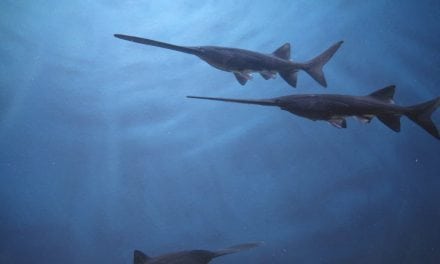 Application Period for Archery Paddlefish Permits