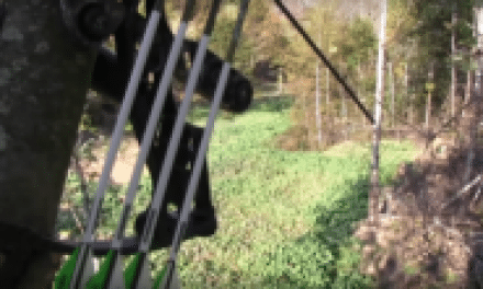 Are Food Plots the Same as Baiting?