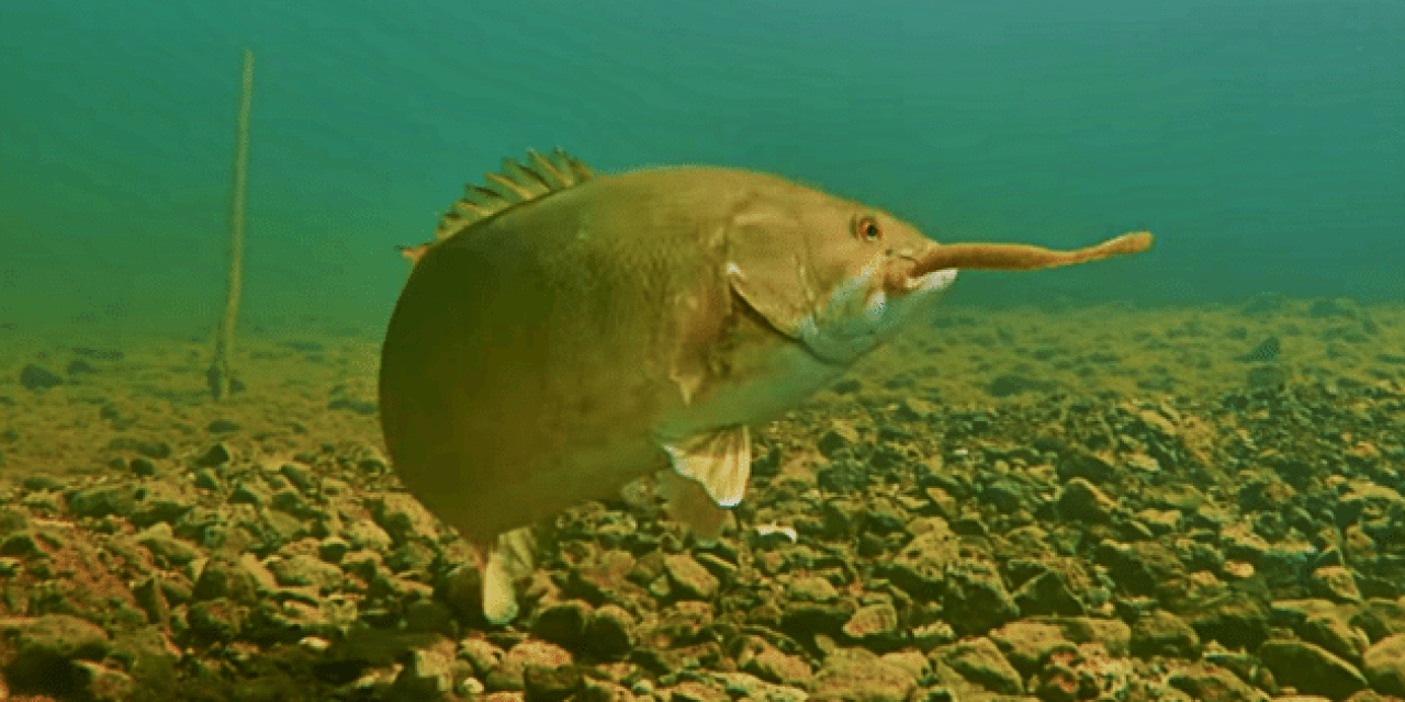 Awesome Underwater Footage of Drop-Shot Fishing for Smallies