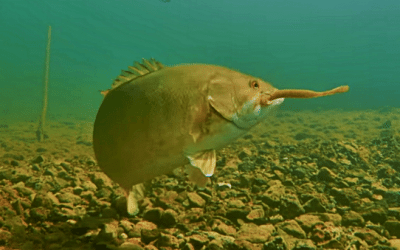 Awesome Underwater Footage of Drop-Shot Fishing for Smallies