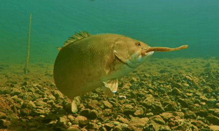Awesome Underwater Footage of Drop-Shot Fishing for Smallies