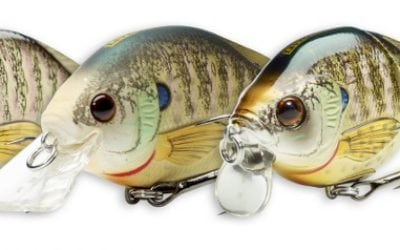 Belly up to the Bluegill Buffet