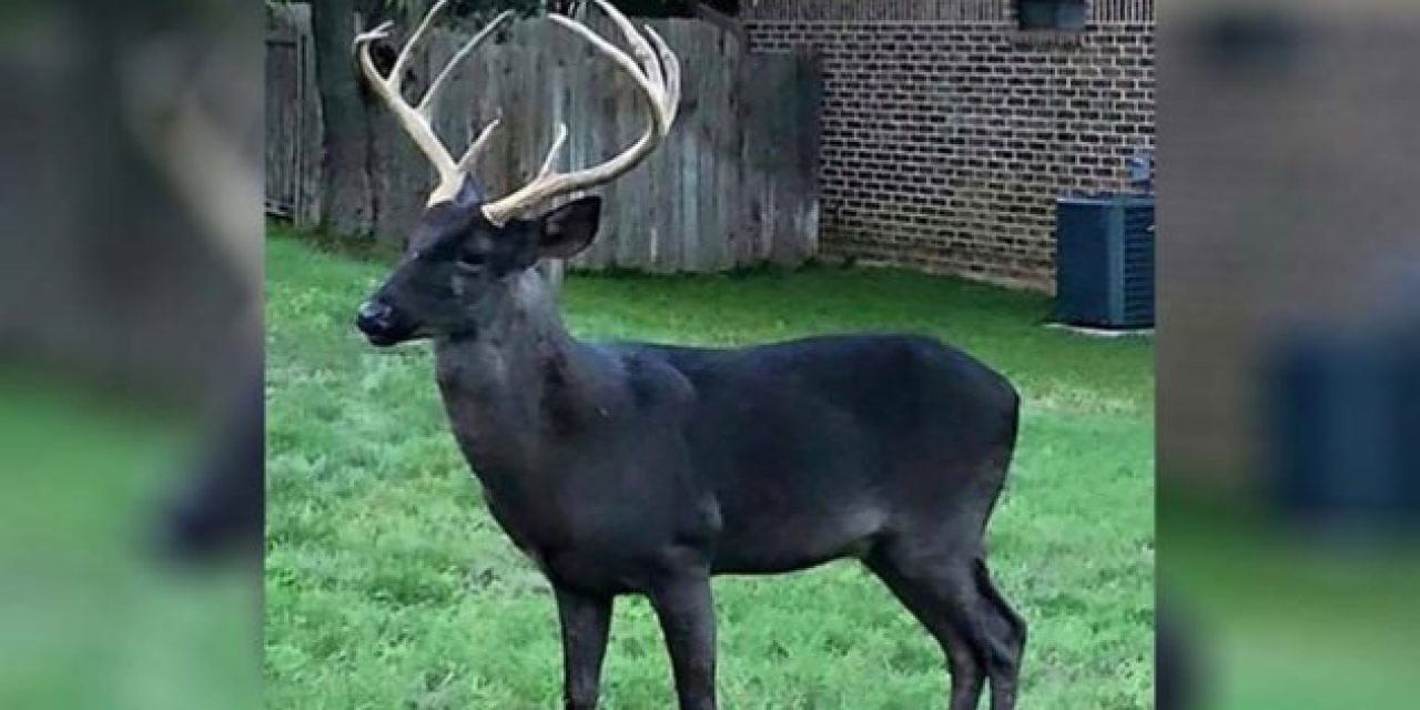 Black Deer in Backyard: How Rare is this Color Variation?