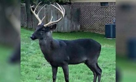 Black Deer in Backyard: How Rare is this Color Variation?