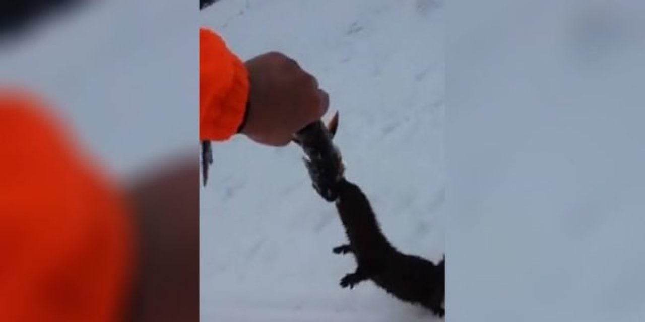 Brazen Mink Tries to Steal Fisherman’s Catch