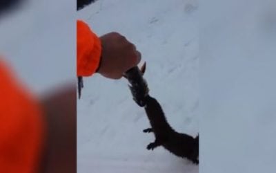 Brazen Mink Tries to Steal Fisherman’s Catch