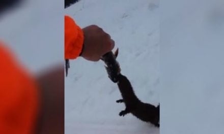 Brazen Mink Tries to Steal Fisherman’s Catch