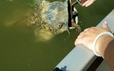 Catfish Bites Off More Than It Can Chew When Trying to Eat This Turtle