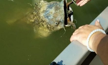 Catfish Bites Off More Than It Can Chew When Trying to Eat This Turtle