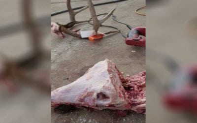 Check Out What This Guy Finds Lodged In Buck’s Head