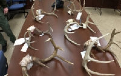 Deer Taxidermist is Scapegoat in Tennessee