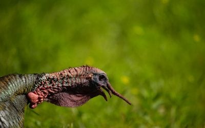 “Do Now” for Opening Day Turkey Success