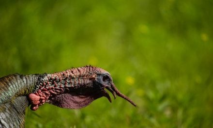 “Do Now” for Opening Day Turkey Success