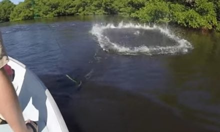 Flats Fishing in Florida (Video)