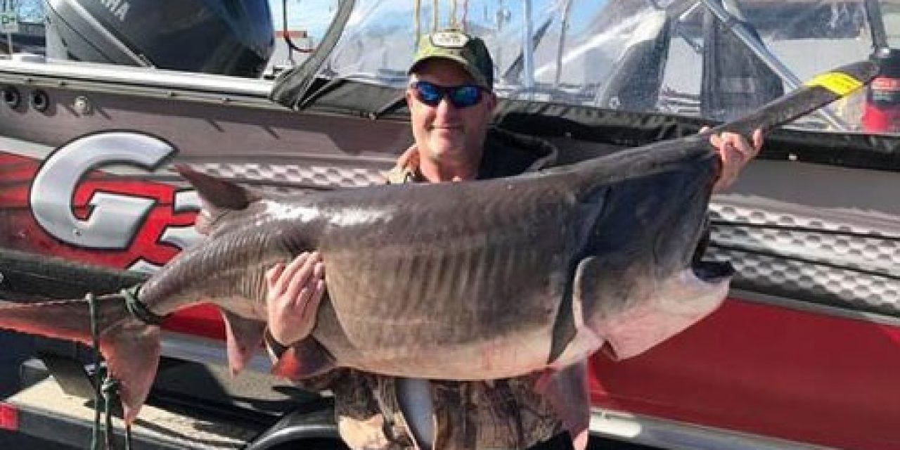 Giant Paddlefish From Grand Lake, Oklahoma