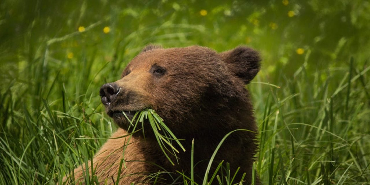 Great Bear Rainforest