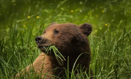 Great Bear Rainforest