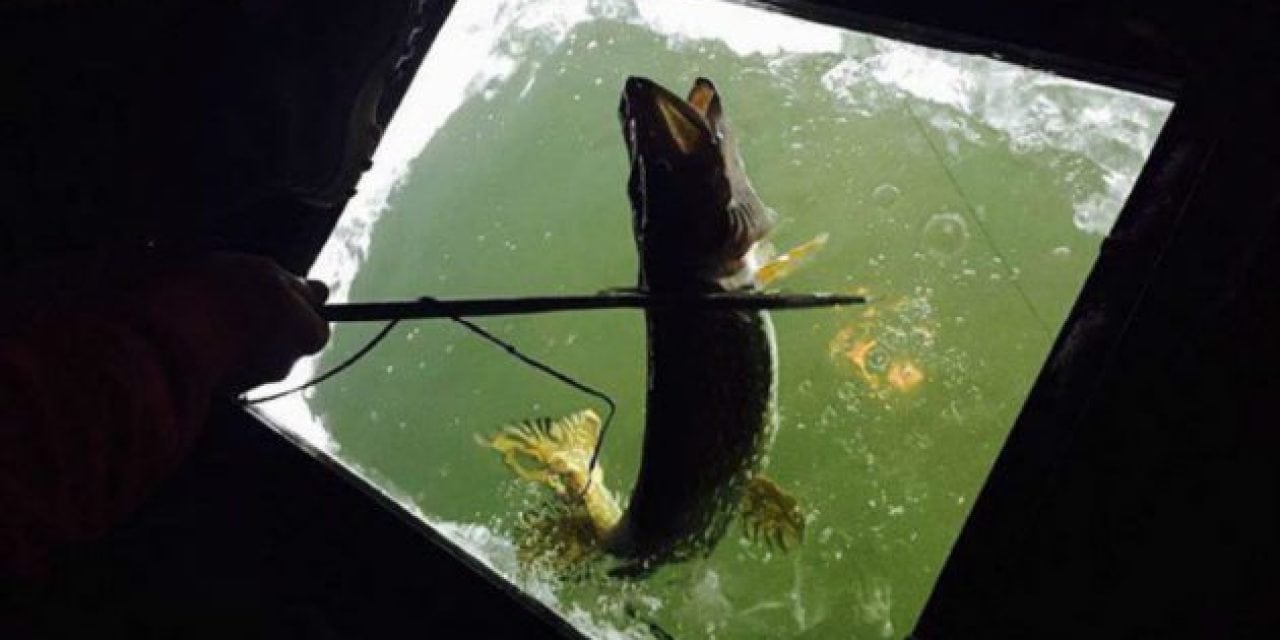How to Get Into Winter Darkhouse Spearing for Northern Pike
