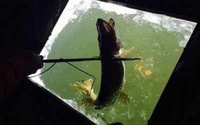 How to Get Into Winter Darkhouse Spearing for Northern Pike