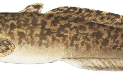 It is Valentine’s Day and Love is in . . . the Water?