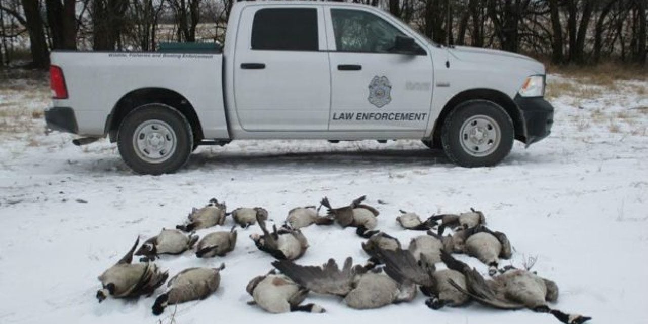 Kansas Game Wardens Looking for Someone Who Dumped 18 Geese and Left Them to Rot