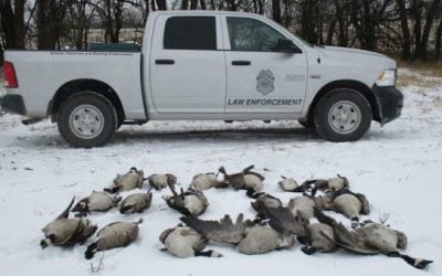 Kansas Game Wardens Looking for Someone Who Dumped 18 Geese and Left Them to Rot