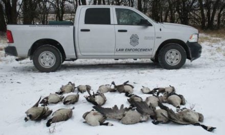 Kansas Game Wardens Looking for Someone Who Dumped 18 Geese and Left Them to Rot