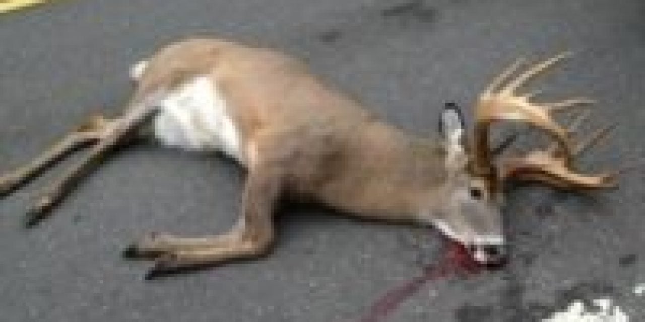 Legal or Not, Think Twice Before You Pick Up Roadkill Deer