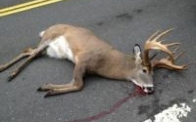 Legal or Not, Think Twice Before You Pick Up Roadkill Deer
