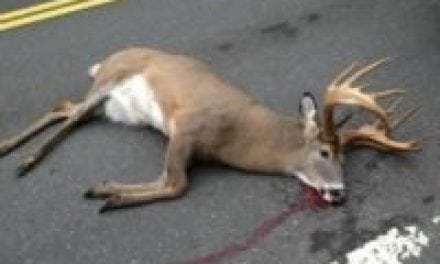 Legal or Not, Think Twice Before You Pick Up Roadkill Deer