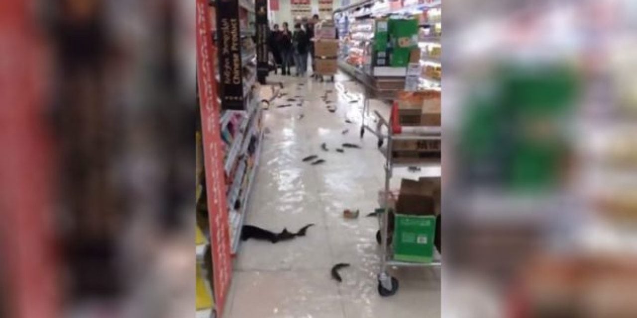Live Fish Invade Supermarket Aisles