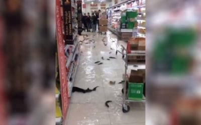 Live Fish Invade Supermarket Aisles