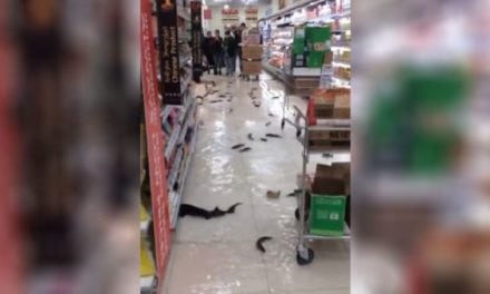 Live Fish Invade Supermarket Aisles