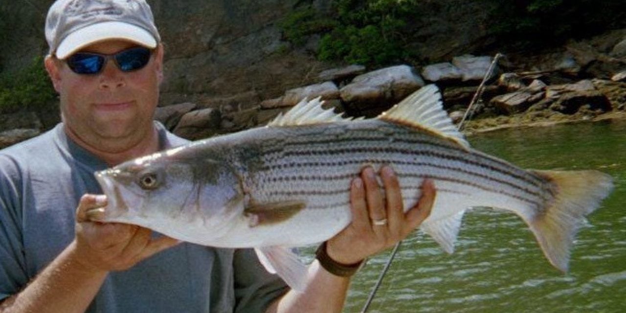 Massachusetts mismanages the wild striped bass fishery