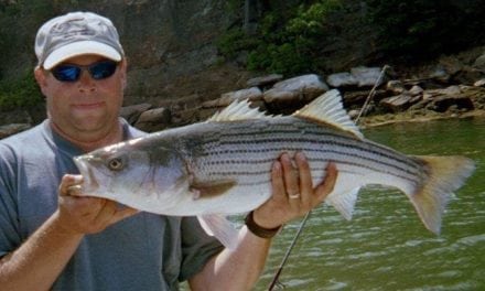 Massachusetts mismanages the wild striped bass fishery