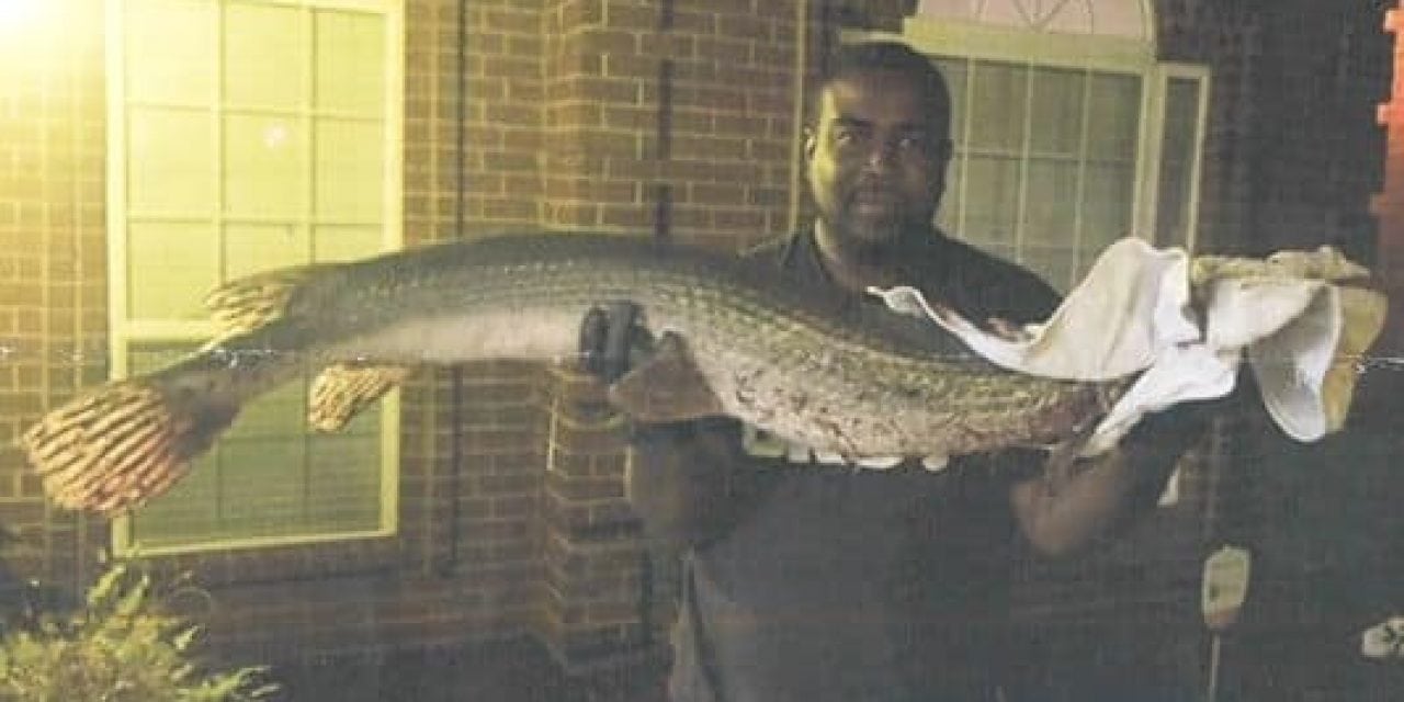 Mississippi Longnose Gar Caught, Is A World Record