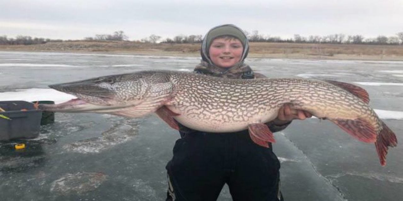 Monster Northern Pike Comes Out of the Ice in South Dakota