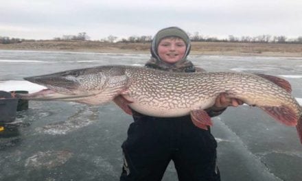 Monster Northern Pike Comes Out of the Ice in South Dakota