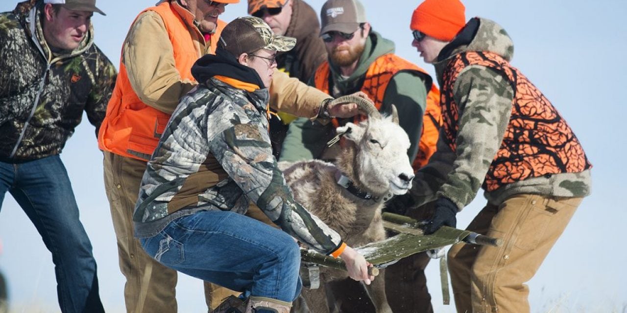 Nebraska bighorn sheep receive new monitoring devices