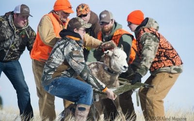 Nebraska bighorn sheep receive new monitoring devices